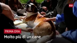 Pet therapy: wellness for seniors and students | Prima Ora | RSI