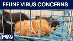 Wisconsin Humane Society sees increase in feline virus cases | FOX6 News Milwaukee