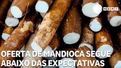 Cassava supply remains below expectations