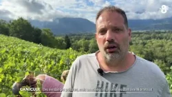 Early Harvest at Domaine Montessuit