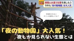 [Tobetobe ZOO] A rookie reporter experiences it! The "nighttime zoo" is fun!