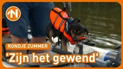 Honden zwemmen met zwemvest aan | Rondje Zummer