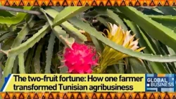 The two-fruit fortune: How one farmer transformed Tunisian agribusiness