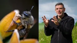 Marius Čepulis: žavimės svetimomis bitėmis, o lietuviškąsias tamsiąsias pamirštame