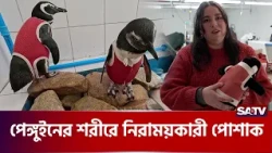 পেঙ্গুইনের শরীরে নিরাময়কারী পোশাক | Penguin Cloth | SATV