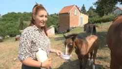 Egytucatnyi kiscsikót neveltek már fel a lovardában