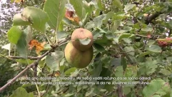 OVOGODIŠNJI VREMENSKI USLOVI OSTAVILI OZBILJNE POSLJEDICE NA PRINOSE VOĆA U OVOJ GODINI