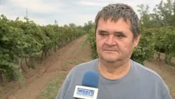 Szüretről, aszályról, öntözésről - Klément György elnök, Monor és Cegléd Környéke Hegyközség