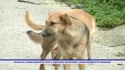 SCIACCA, BID FOR STRAY DOG SHELTER AND MAINTENANCE SERVICE DECLARED VOID