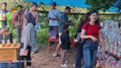 APPLE-PICKING TOURISM REMAINS BUSY AS SCHOOL HOLIDAYS NEAR THEIR END