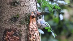 Nature Getaway, Part 1 (Naturally! 08/03/2026)