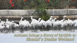 Autumn brings a flurry of birdlife to Shanxi's Danhe Wetland