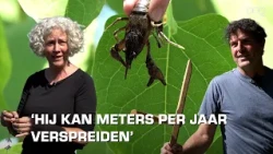 Het probleem van invasieve exoten in De Piccardthof en Reitdiepwijk