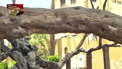 شجرة مريم تاريخ وحكايات وبركة في قلب المطرية يتناقلها الزائرون