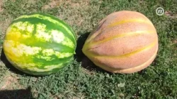 Usred suše i nevremena iz vrta ubrao dinju od 9,5 kilograma