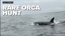 WATCH: Whale watchers catch rare sight of orcas hunting dolphins in California