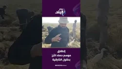 الإيد الشقيانة كسبانة  إنطلاق موسم حصاد الأرز بحقول الشرقية