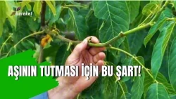 Why Your Tree Isn't Bearing Fruit? The Biggest Mistake When Collecting Grafting Scions!