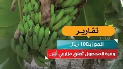 Bananas at 100 Riyals.. Abundant Harvest Worries Abyan Farmers