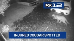 Injured cougar caught on camera in Lincoln City