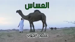 عساس الجنوب | عنم - الجوب 4-8-1436هـ
