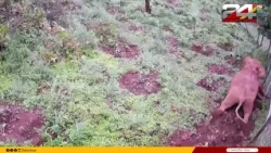 മലമുകളിൽ നിന്ന് കുട്ടിയാന താഴേക്ക്, രക്ഷിക്കാൻ ശ്രമിച്ച് അമ്മ; കരളലിയിക്കുന്ന ദൃശ്യം | Wayanad
