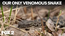 Eastern Massasauga: Why Michigan's only venomous snake's numbers are falling