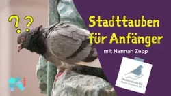 Stadttauben für Anfänger | mit Hannah Zepp