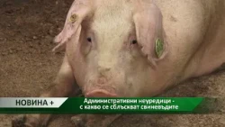 Новина плюс: Административни неуредици - с какво се сблъскват свиневъдите