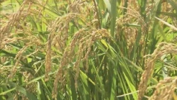 What's Happening with Prices Amidst the Unusual Rice Surplus? The "Inversion" of New and Old Rice...