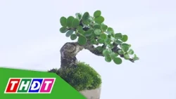 Unique and exotic miniature bonsai collection gathers in Sa Dec
