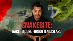 Snakebite medicine has been the same for over 100 years - is that about to change?