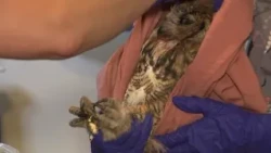 Organization helping animals impacted by Colorado wildfires in need of donations