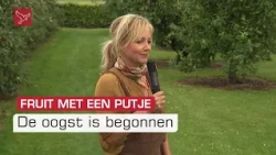 Beschadigd fruit door de hagel maar de oogst is begonnen