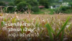 Awakening Chiang Rai: "Stop Burning, Fill Your Pockets," Reducing Dust and Generating Income