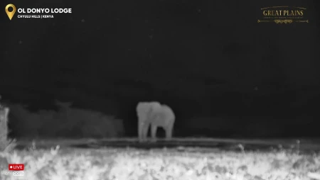 Wild Africa from Botswana, Kenya and Zimbabwe
