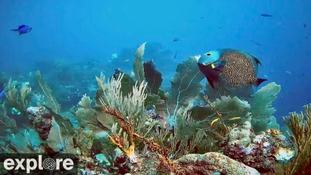 Utopia Village - Underwater Reef Cam - Utila, Honduras