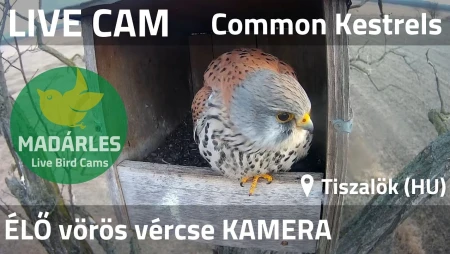 Common Kestrel Nest Cam in Tiszalök, Hungary