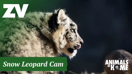 Snow Leopards at Melbourne Zoo