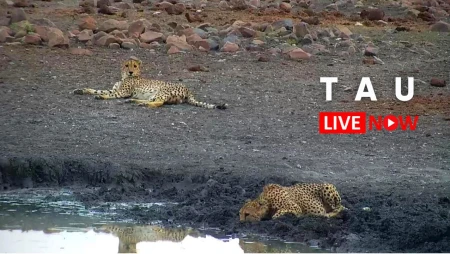 Tau Game Lodge Wildlife – Madikwe Game Reserve