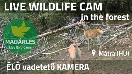 Wildlife in the Forest - Mátra, Hungary