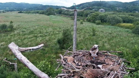 Dyfi Osprey Project Live 4K