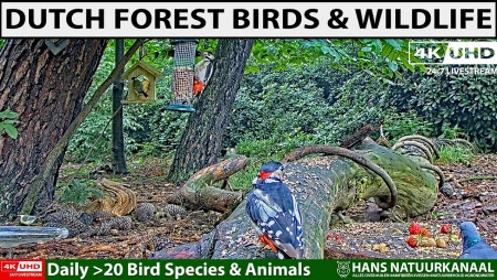 Live Bird Feeder in De Mortel Forest, Netherlands