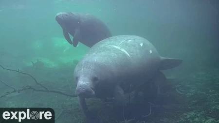 Underwater Manatee Cam at Homosassa Springs