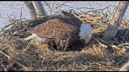 Live Bald Eagle Nest Cam in Kansas with Two Eaglets