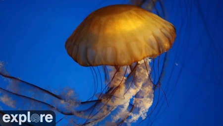 Jellyfish Cam at Aquarium of the Pacific
