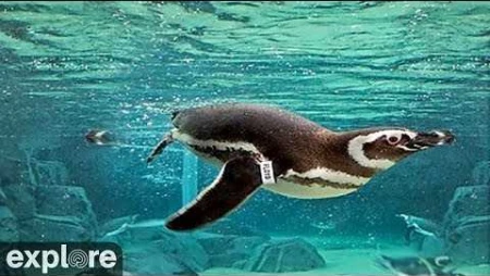 Underwater Penguins at Aquarium of the Pacific