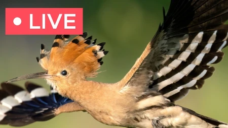 South Africa Bird Feeder and Wildlife Cam in Pretoria