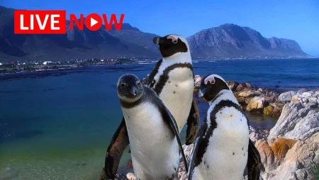 African Penguins at Stony Point Colony, South Africa