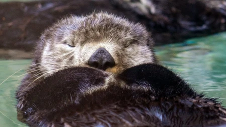 Seattle Aquarium - Sea Otters and Fur Seals
